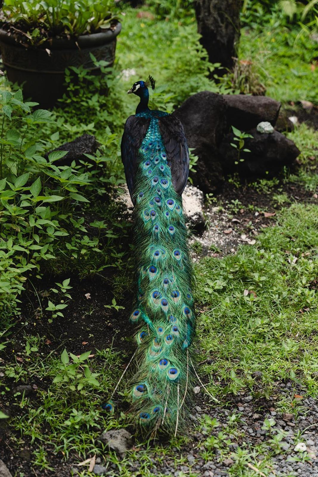 Hawaiian Sanctuary Eco Retreat Center Βίλα Pahoa Εξωτερικό φωτογραφία
