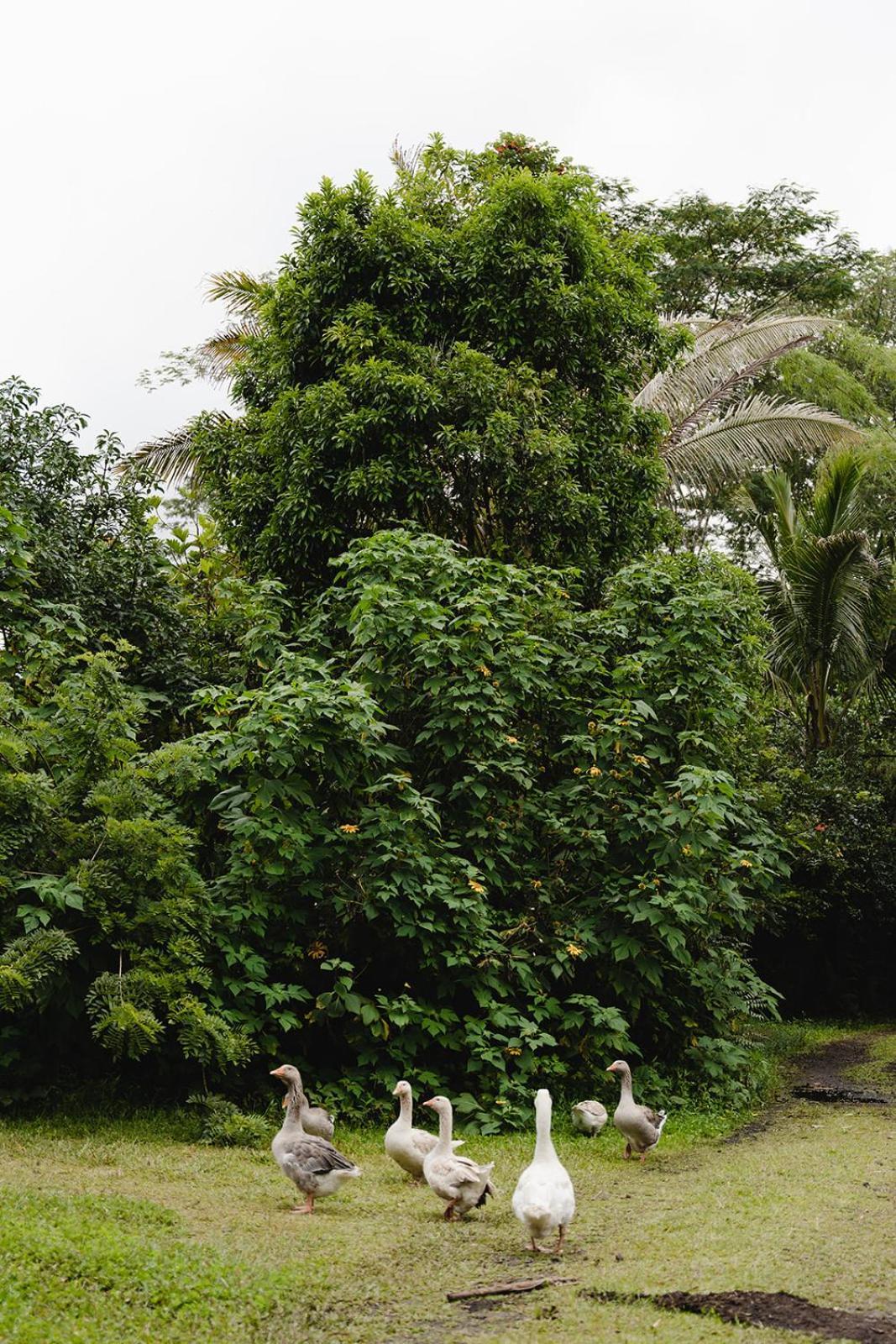 Hawaiian Sanctuary Eco Retreat Center Βίλα Pahoa Εξωτερικό φωτογραφία